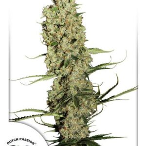 Jorge’s Diamonds #1 Feminised Seeds – 10
