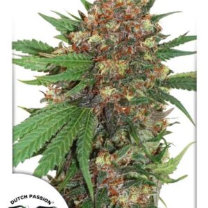 Master Kush Feminised Seeds – 10