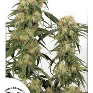 Pamir Gold Feminised Seeds – 10