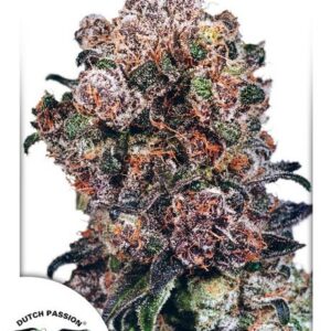 Blueberry Feminised Seeds – 10