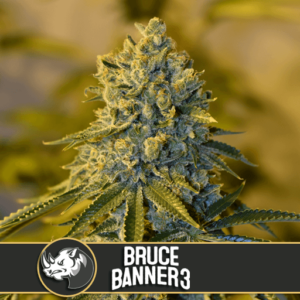 Bruce Banner #3 Feminised Seeds – 6