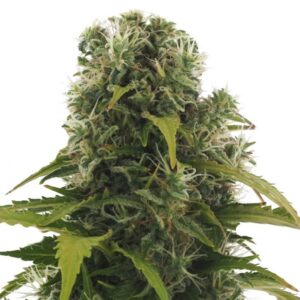 High Density Auto Feminised Seeds – 10