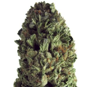 Budzilla Feminised Seeds – 10