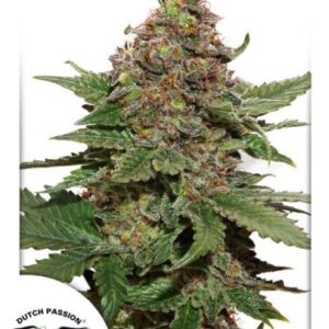 Strawberry Cough Feminised Seeds – 10
