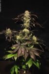 White Berry Feminised Seeds – 3