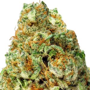Turbo Bud Auto Feminised Seeds – 10