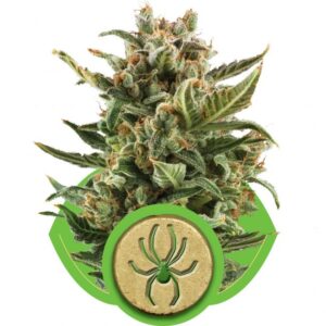 White Widow Auto Feminised Seeds – 10