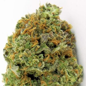 Wipeout Express Auto Feminised Seeds – 10