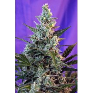 Sweet Skunk Auto Feminised Seeds – 100