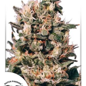 Euforia Feminised Seeds – 10