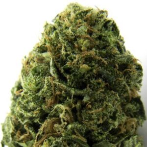 Massive Midget Auto Feminised Seeds – 10