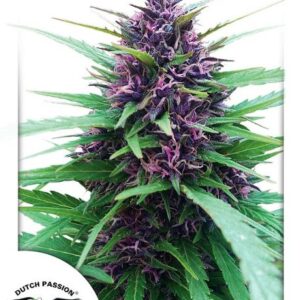 Shaman Feminised Seeds – 10