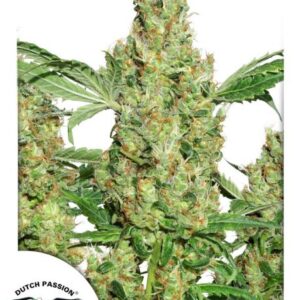 Power Plant Feminised Seeds – 10