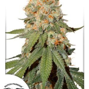 Orange Bud Feminised Seeds – 10