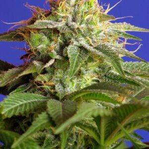 Green Poison Feminised Seeds – 100