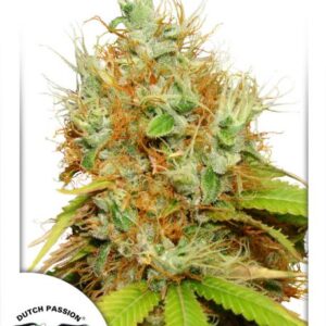 Mazar Feminised Seeds – 10