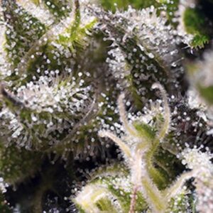 Cream Caramel Auto Feminised Seeds – 100