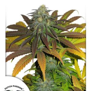 Californian Orange Feminised Seeds – 10