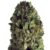 Budzilla Feminised Seeds – 10