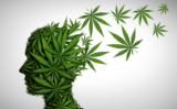 Cannabis and Mental Health