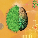 Cannabis and Anxiety Disorders