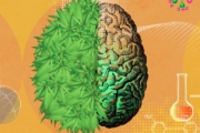 Cannabis and Anxiety Disorders